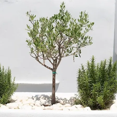 Swell S11 New In Lägenhet *